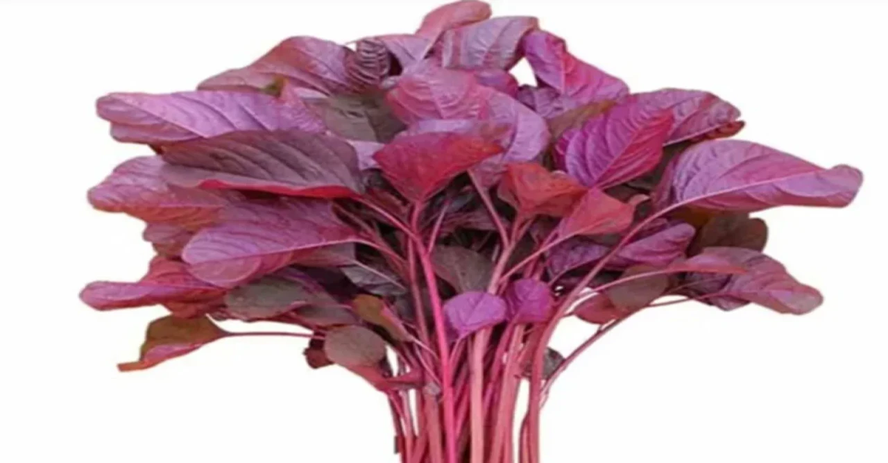 পুষ্টিগুণে ভরপুর লালশাক