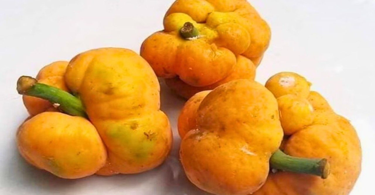 পেটের স্বাস্থ্য ভালো রাখে ডেউয়া, আরো যত গুণ