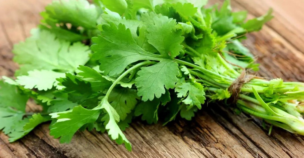 ধনেপাতার যত উপকারিতা: ব্যথা, উদ্বেগ ও রক্তে শর্করা কমায়