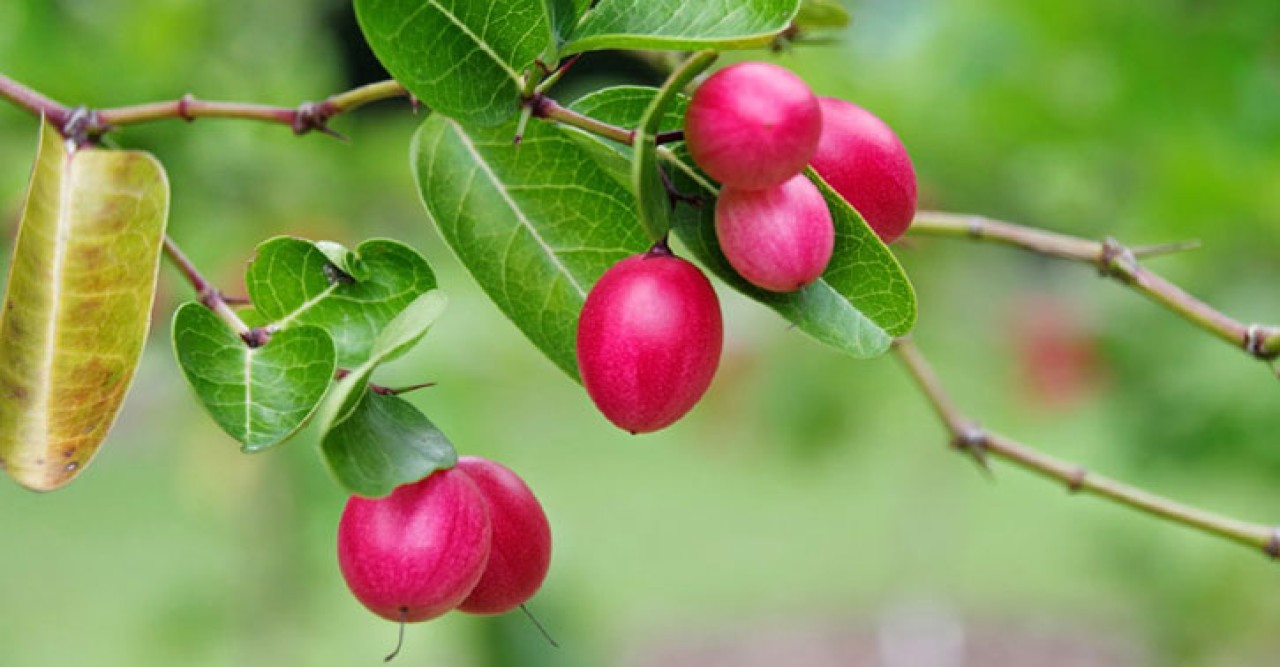 যে কারণে করমচা খাবেন