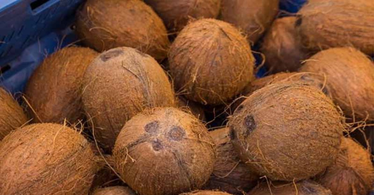 আজ বিশ্ব নারকেল দিবস